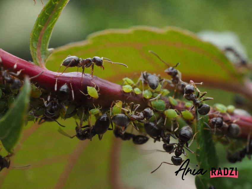 Mrówki na liściu w ogrodzie, a także informacje, czyli mrówki to owady i jak można je skalsyfikować