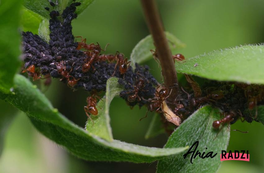 Mrówki w ogrodzie na roślinach, a także jak się pozbyć mrówek z ogrodu, najlepsze spoosby