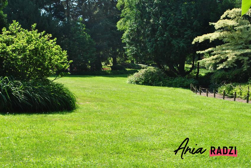 Piękny, gęsty trawnik w ogrodzie, a także sposób na piękny i zadbany trawnik krok po kroku
