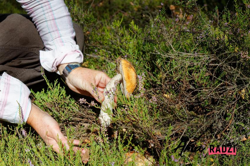 Dłonie zbierające grzyby w lesie, a także informacje, gdzie za zbieranie grzybów grozi mandat