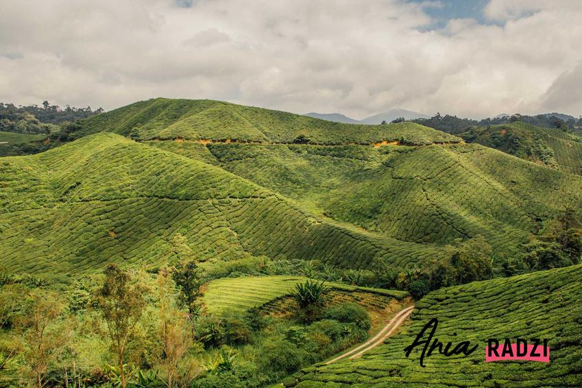 Widok na pole herbaciane w Malezji, a także ile kosztuje miesiąc życia w Malezji