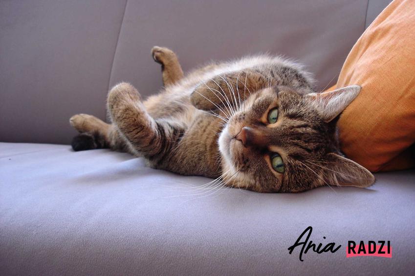 Kot leżący na kanapie, a także co zrobić z plamami kociego moczu, usuwanie zapachu, domowe sposoby i najlepsze środki chemiczne