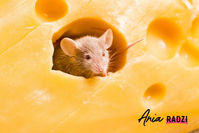 Mysz siedząca w żółtym serze oraz odpowiedź na pytanie i porady, co odstrasza myszy i jak się ich pozbyć