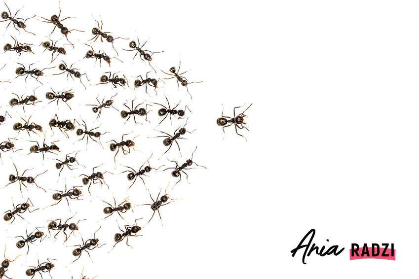 Mrówki na białym tle oraz domowe sposoby na mrówki i porady, jakie produkty najlepiej radzą sobie z mrówkami w domu