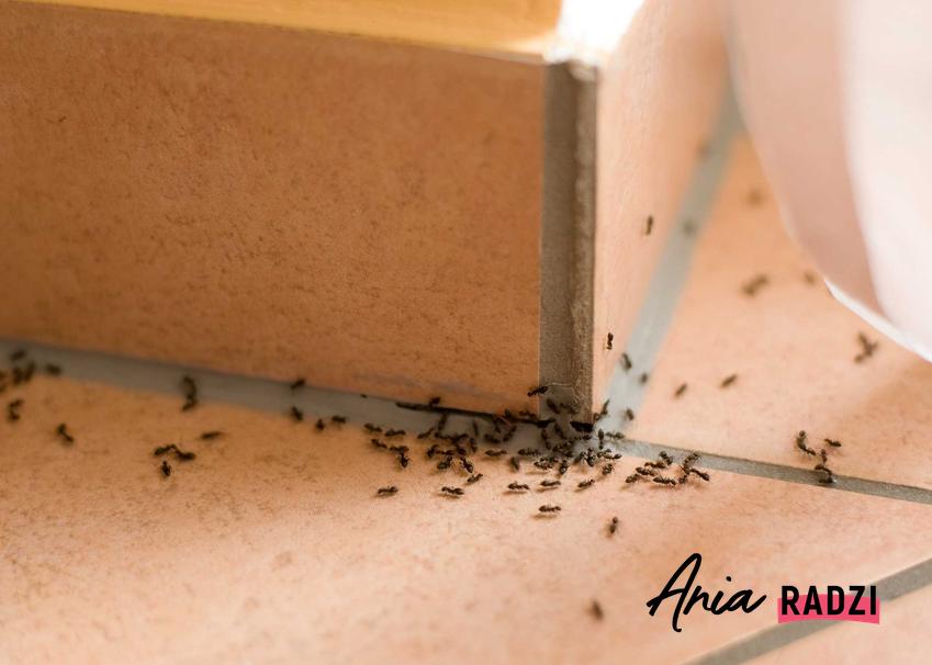 Mrówki w domu oraz domowe sposoby na mrówki oraz porady, co odstrasza mrówki najlepiej, najlepsze produkty i sposoby