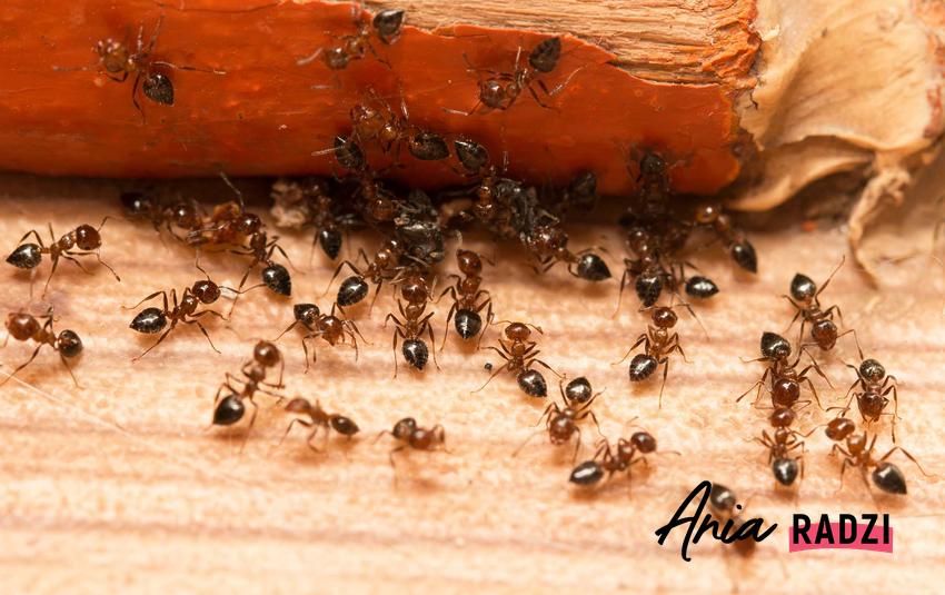 Mrówki na drewnie w domu oraz sposoby, jak wytępić mrówki w domu i mieszkaniu, domowe metody a także najlepsze środki chemiczne