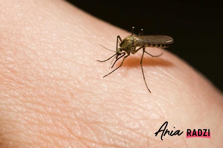 Komar na skórze oraz domowy sposób na komary i porady, co odstarsza komary, w tym rośliny odstraszające komary