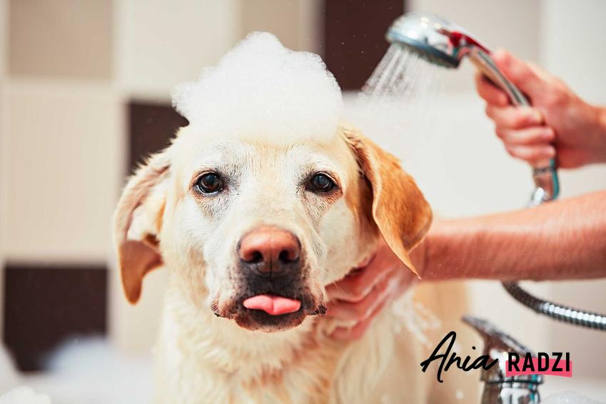 Pies podczas kąpieli, czyli domowe sposoby na pchły u psa, a także ich zwalczanie i porady, czego nie lubią pchły