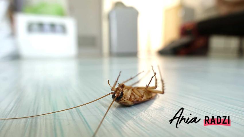 Martwy karaluch, czyli karaluchy w domu i porady, jak się pozbyć karaluchów i skąd się biorą karaluchy