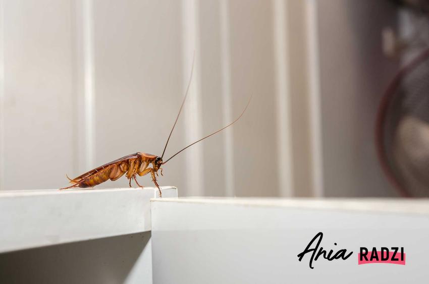 Karaluchy w domu lub prusaki w domu, czyli jak się pozbyć karaluchów i skąd się biorą karaluchy w domu, domowe sposoby i profesjonalne środki
