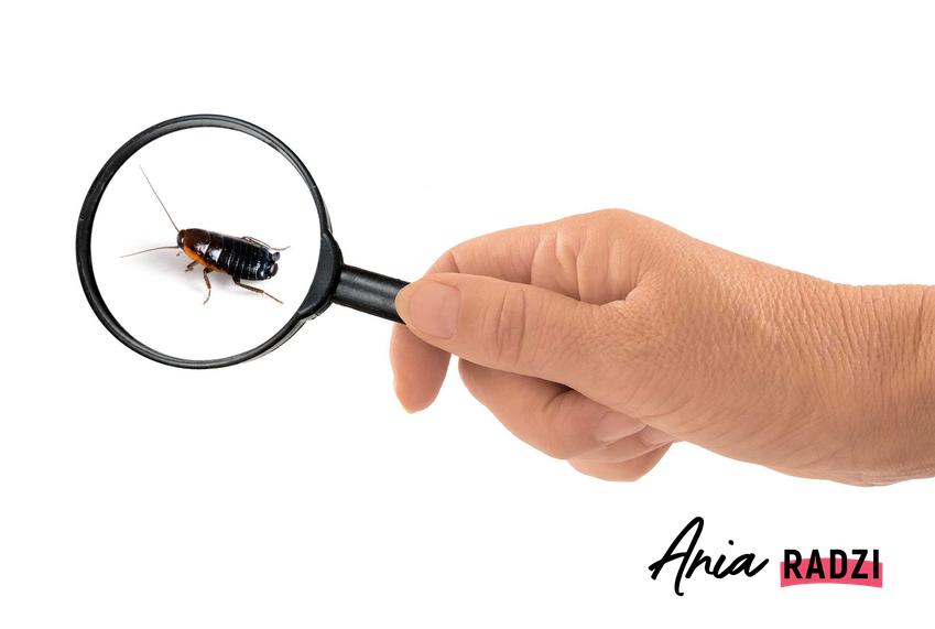 Karaluch pod lupą oraz informacje, jak wygląda karaluch domowy i jak się pozbyć karaluchów z domu raz na zawsze