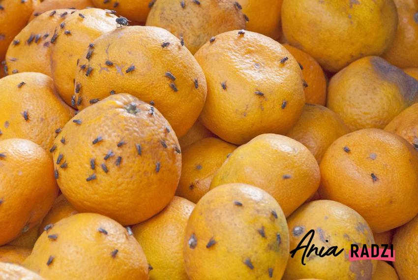 Muszki owocówki na mandarynkach oraz domowe sposoby na zwalczanie muszek owocówek, najlepsze metody na usunięcie owocówek