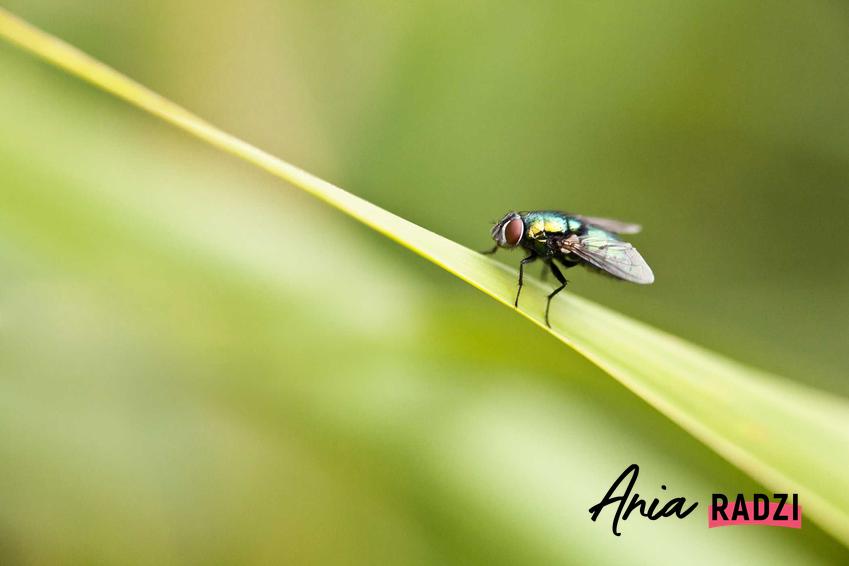 Mucha oraz porady co odstrasza muchy i jakiego zapachu nie lubią muchy, najlepsze domowe sposoby na odstraszanie much