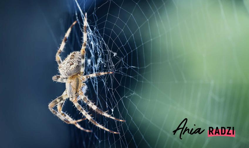 Sennik pająk, czyli sen o pająkach i co oznaczają pająki we śnie, na przykład pająki w domu oraz znaczenie pająków w analizie snu