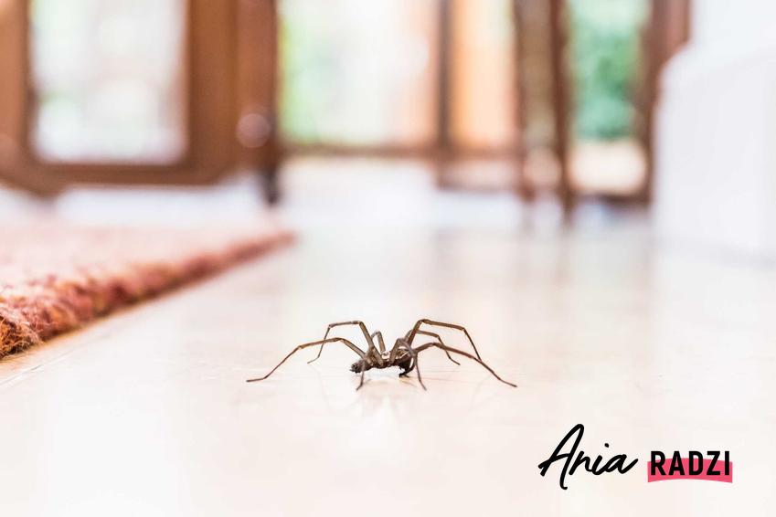 Pająk w domu na podłodze oraz sennik pająk, czyli sen o pająkach i co oznaczają pająki we śnie i znaczenie snu o pająkach