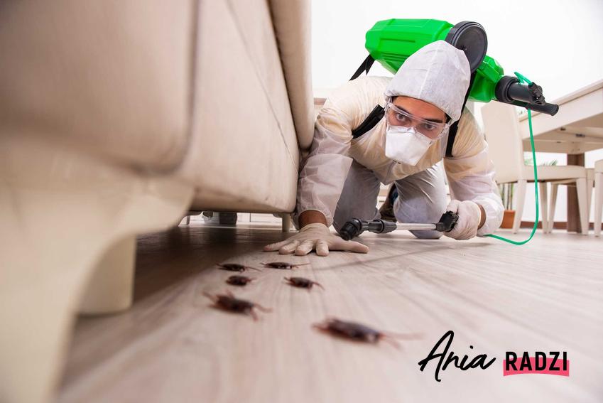 Zwalczanie karaluchów i zwalczanie prusaków, w tym domowe sposoby oraz dezynsekcja w domu, cena i stosowanie