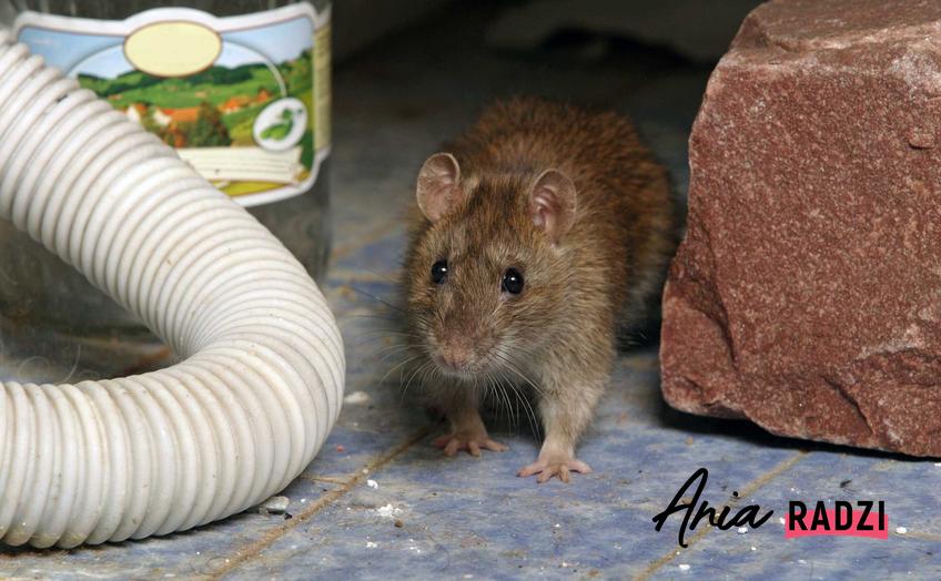 Szczur w domu oraz deratyzacja i koszt deratyzacji, a także środki deratyzacyjne na szczury i jak zwalczyć szczury z domu czy garażu