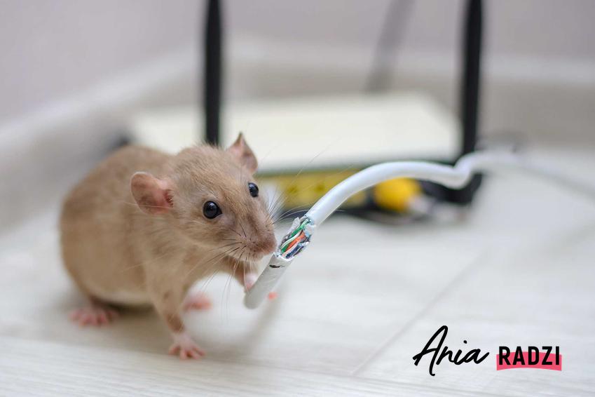 Szczur przegryzający kabel oraz deratyzacja i koszt deratyzacji profesjonalnej, a także środki deratyzacyjne na szczury