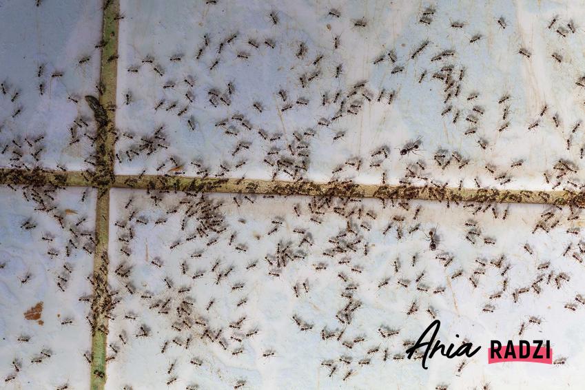 Mrówki na płytkach, czyli insekty domowe, jak glizdy, żuczki czy mrówki faraona w domu, ich rozpoznanie i zwalczanie