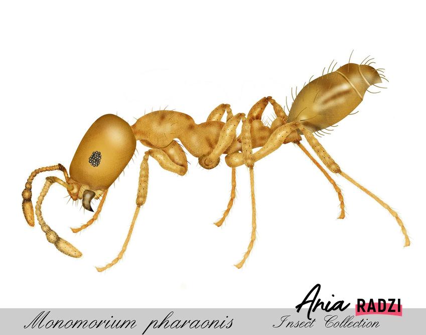 Mrówki faraona, czyli faraonki w domu lub w mieszkaniu, a także domowe sposoby na zwalczanie mrówek faraona