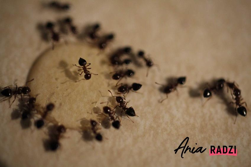 Mrówki, a także trutka na mrówki faraonki, czyli trucizna na mrówki i środek na mrówki faraona oraz jak pozbyć się mrówek