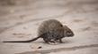 Jaka trutka na myszy? Rodzaje, ceny, opinie, porady przy wyborze