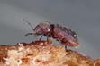 Skąd biorą się małe, brązowe robaki w domu? Wyjaśniamy