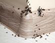 Najlepszy preparat na mrówki - przegląd skutecznych środków do zwalczania mrówek