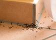 Domowe sposoby na mrówki - zobacz, co je odstrasza i jak się ich pozbyć