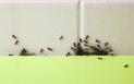 Proszek do pieczenia na mrówki - skuteczny sposób na pozbycie się mrówek z domu i ogrodu