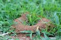 Domowe sposoby na mrówki w ogrodzie - zobacz, jak zwalczyć inwazję mrówek