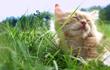 Sennik kot – jakie jest znaczenie snu o kotach? Wyjaśniamy!