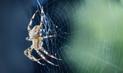 Sennik pająk – co oznacza sen o pająkach? Wyjaśniamy