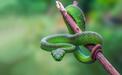 Sennik wąż – co oznacza sen o wężu? Wyjaśniamy znaczenie snu