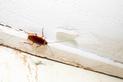 Najbardziej uciążliwe robaki domowe w Polsce – jak z nimi walczyć?