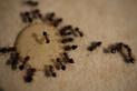 Która trutka na mrówki będzie najlepsza? Oto kilka sprawdzonych preparatów