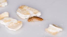 Szubak dwukropek w domu - 4 sposoby na pozbycie się uciążliwego chrząszcza