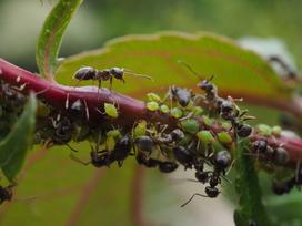 Czy mrówki to owady? Wyjaśniamy krok po kroku