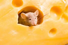 Co odstrasza myszy? Domowe sposoby i zapachy, które odstraszą myszy