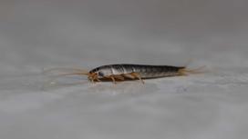 Najczęściej spotykane robaki w łazienkach i sposoby na walkę z nimi