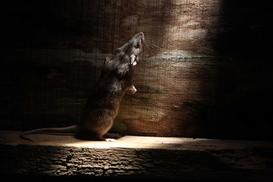 Jak wytępić szczury? Oto 4 najskuteczniejsze metody łapania szczurów
