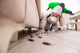 Zwalczanie karaluchów krok po kroku – jak się ich trwale pozbyć z domu?