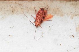 Zwalczanie prusaków krok po kroku – jak pozbyć się niechcianych insektów?