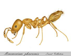 Mrówki faraona w domu - jak je skutecznie zwalczać? Poradnik praktyczny
