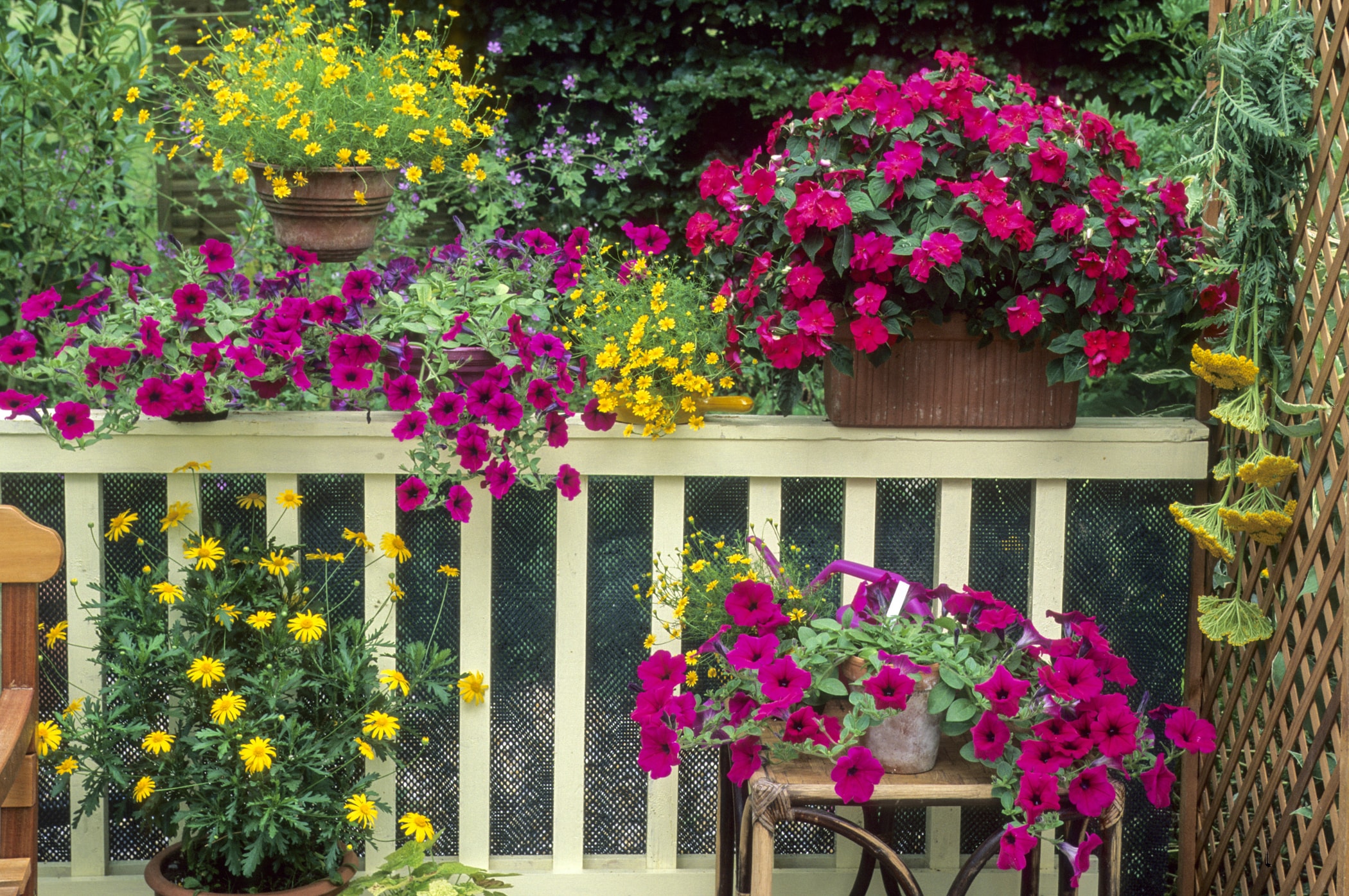 Jakie Kwiaty Na Balkon Wybrac Praktyczny Poradnik Dla Kazdego