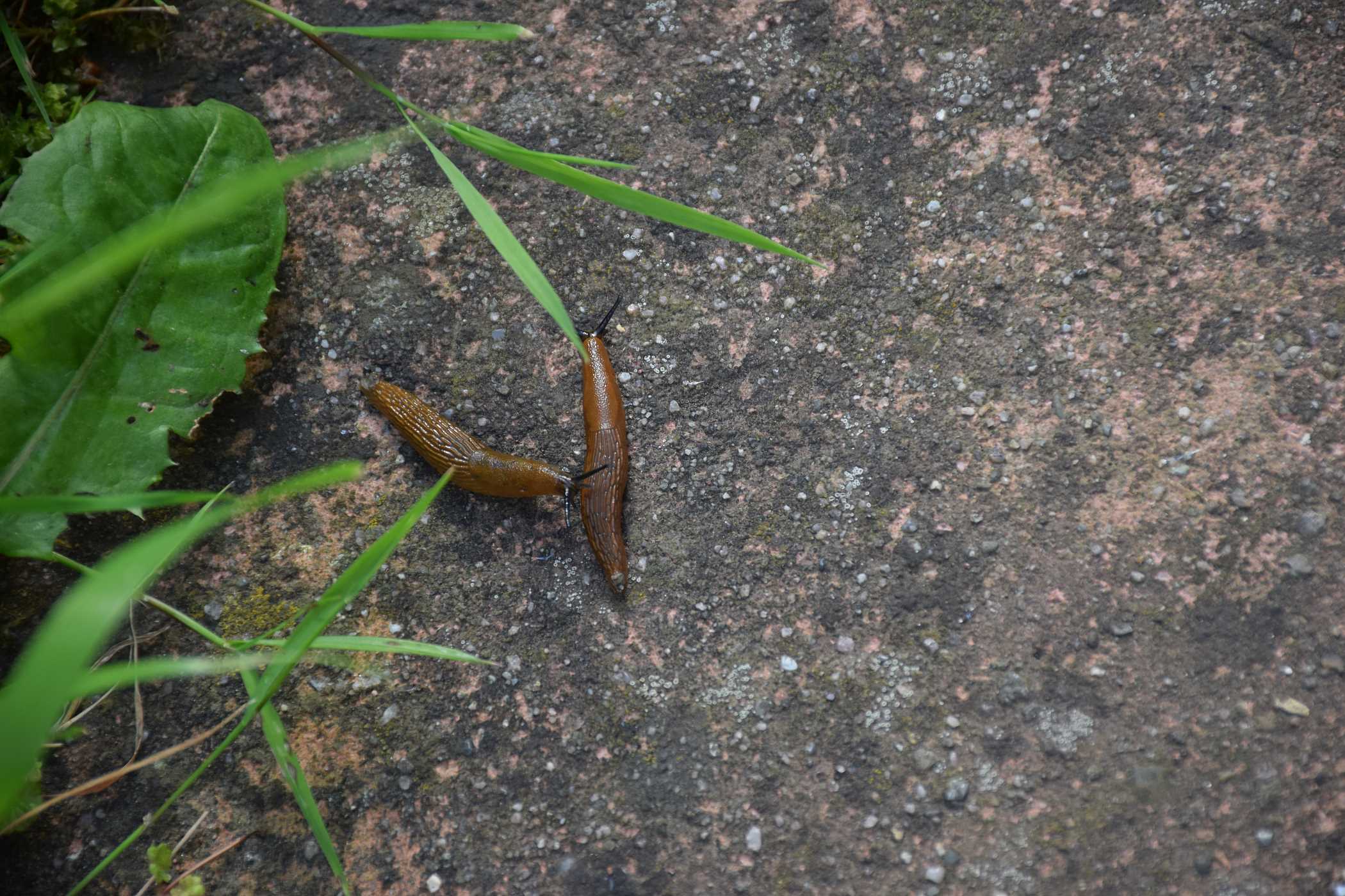Pomrowy opis, występowanie, szkodliwość, zwalczanie, ciekawostki